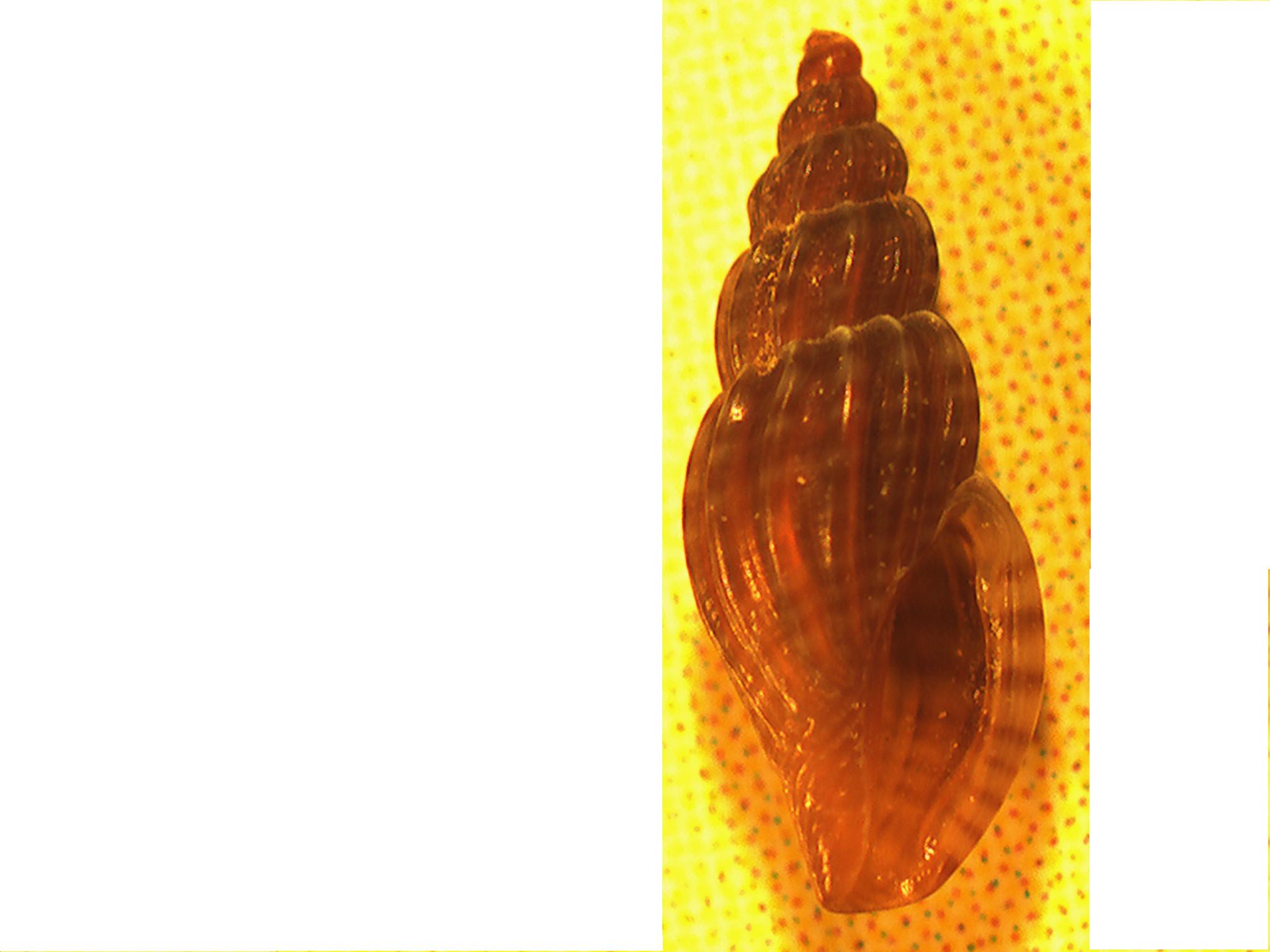 Mangelia multilineolata?